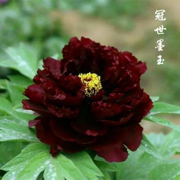 喜欢牡丹花，却一不小心买到芍药！附牡丹花品种图鉴大全