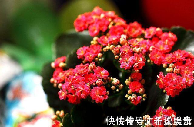 腰肥|君子兰肥到流油,长寿花开不断,原来他用了1个小方法!