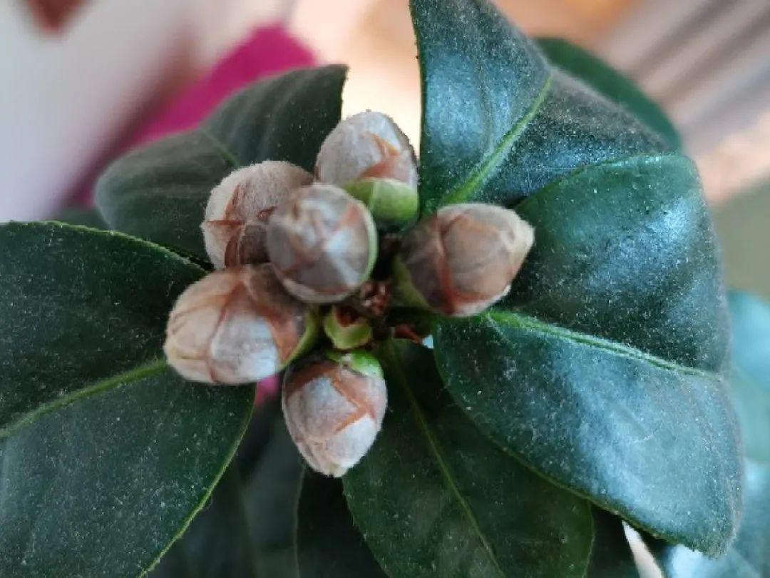 叶子|20种花,天凉了赶紧剪,来年开花有多又艳!