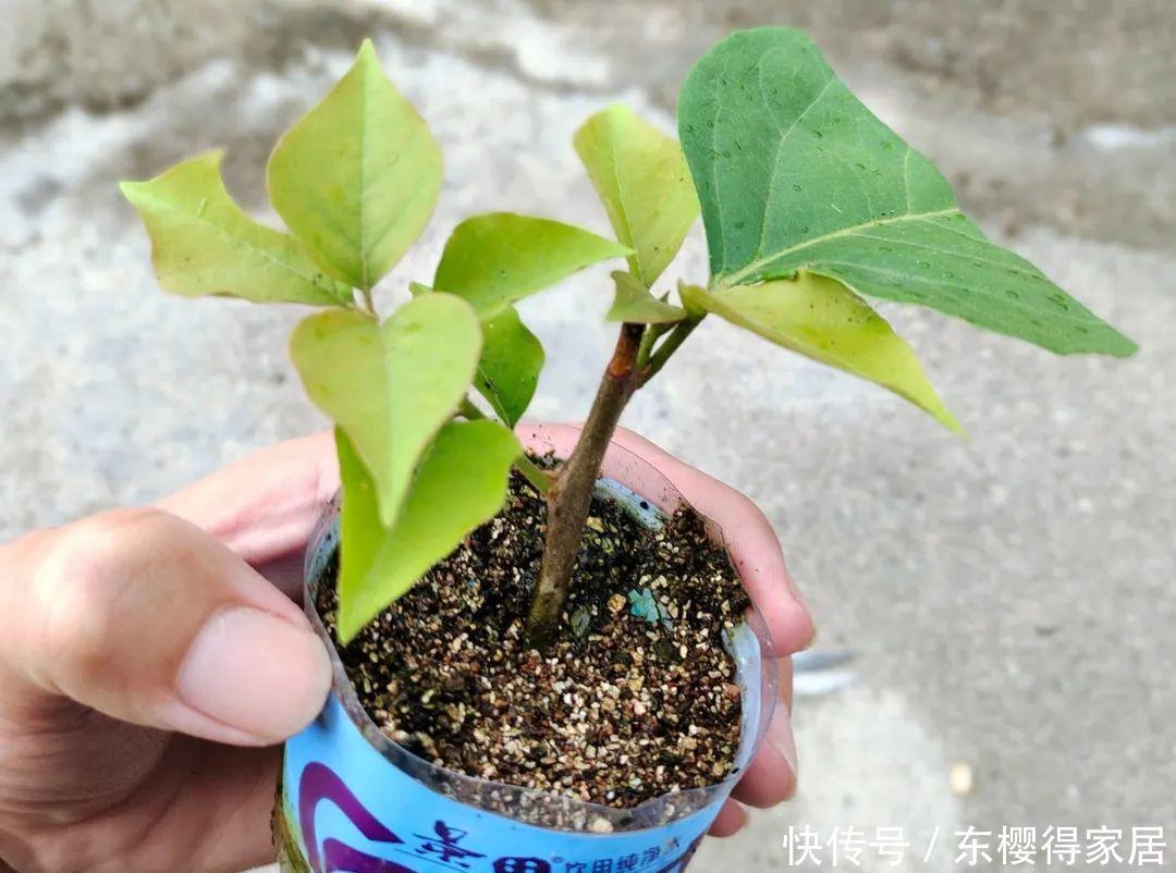品种|6月份扦插,选好合适的植物品种,沾土、泡水都能活
