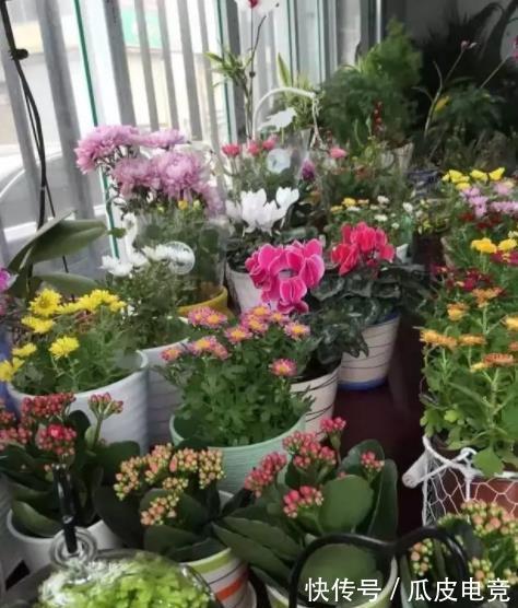 养花常见的5个误区，难怪花花养一盆死一盆，你中了几招？