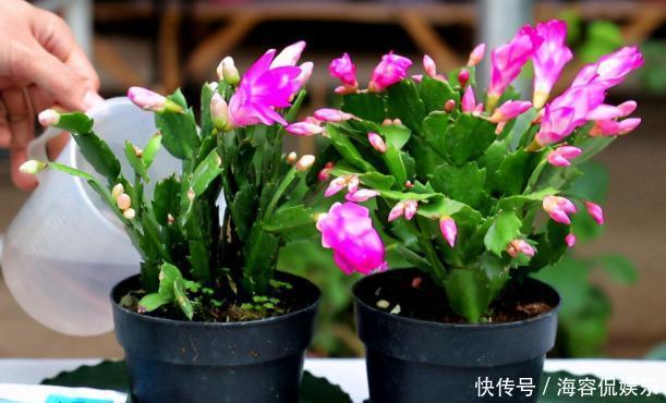 养蟹爪兰，掌握4个小技巧，过年时绿叶间挂满“红花”