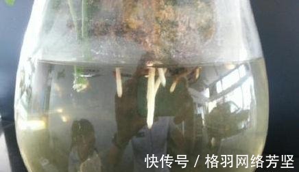 黄叶|绿萝又黄叶了, 这样一处理, 又是绿油油的一盆!