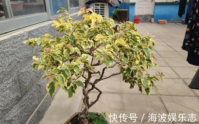小叶片|给三角梅催花,注意区分花芽与叶芽,合理施肥,让它快开爆