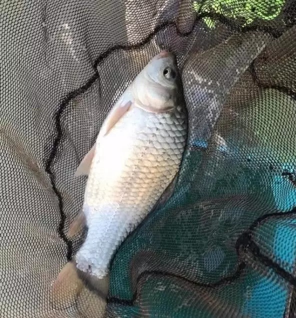 冬天怎样“高效”钓鲫鱼?高手十几年才悟出6条经验,记牢了