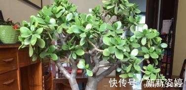 镇宅|3种“便宜花”这样养一养,一年变“老桩”,开花千朵还“镇宅”