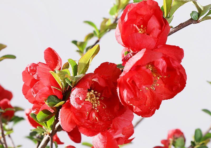 家里养一盆海棠,四季开花香飘满屋