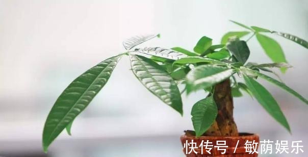 容器|养花招虫除不尽3个小技巧,让盆栽里一个虫子都没有