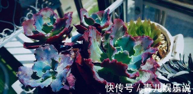 意境|10款意境深远的蓝色系多肉！养成老桩美呆了！越养越爱！
