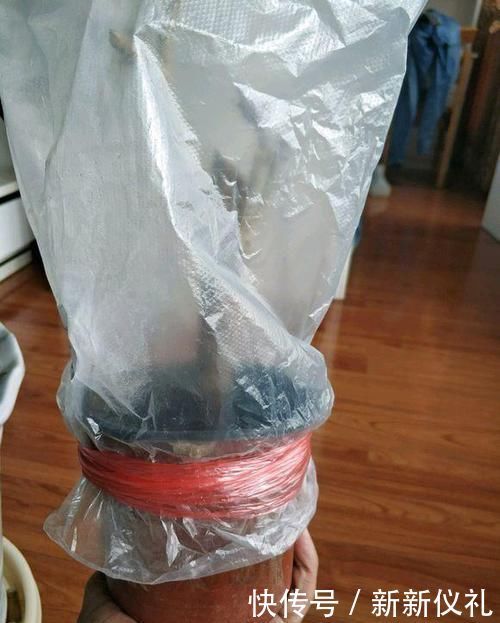 三角梅扦插总不活？吹口仙气，成活率翻倍，20天冒新芽