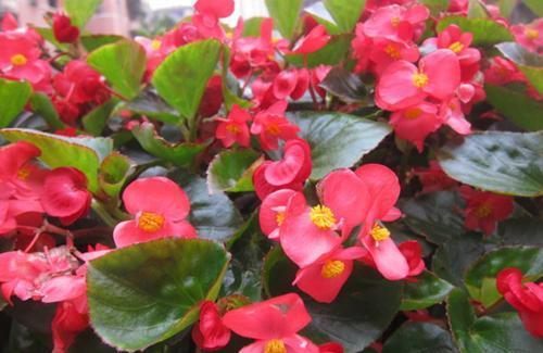 6种耐阴花，好养又好看，弱光照样长势好，室内生机勃勃！