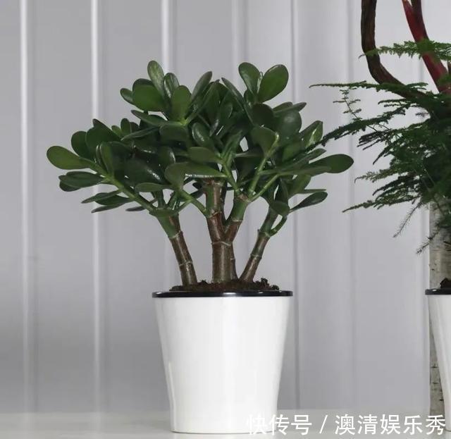 长势|早春养玉树，注意这4点，叶绿根壮长势旺，越养越旺家