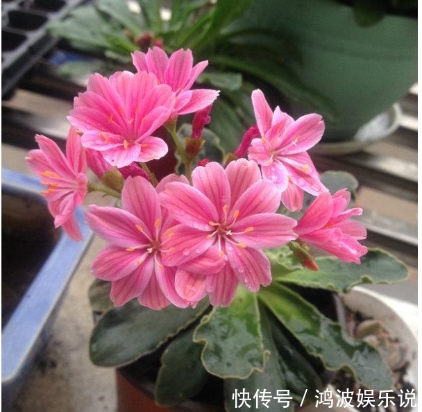 露薇花|别再养绿萝吊兰了，以下盆景花美又好养，花色很绚丽，四季有花赏