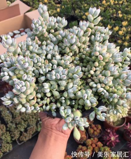 自带香味的6种多肉,好养又好看,冻一冻颜色靓丽,美极了