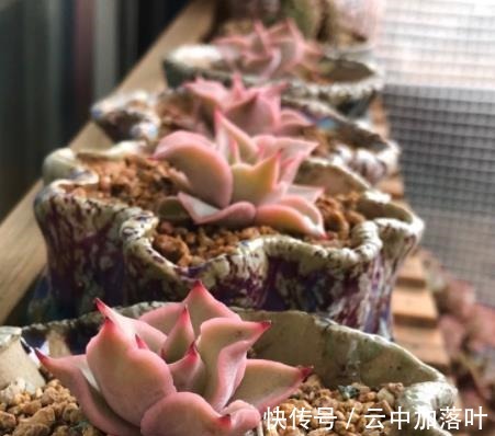 养护|2021年备受欢迎的网红多肉,养护简单容易繁殖,长出状态想咬一口!