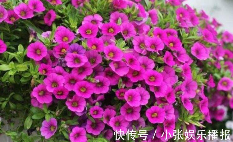 丽格海棠丽格海棠|4种花漂亮又好养,一年四季开花不断,你最喜欢哪一种