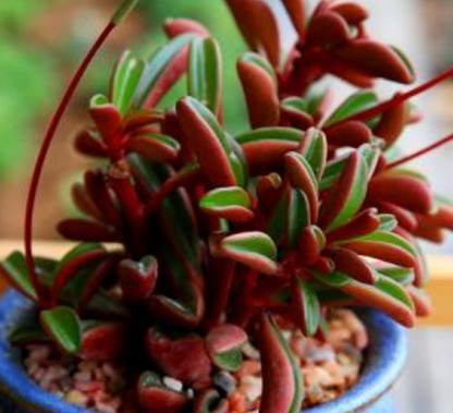 巴掌|这些巴掌大小的盆栽，没想到会这么好看，简直无法让人移开眼！