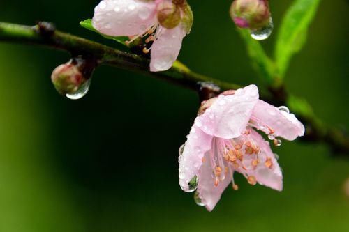 诗词#诗词:解道乡愁何处是，和风吹雨湿桃花