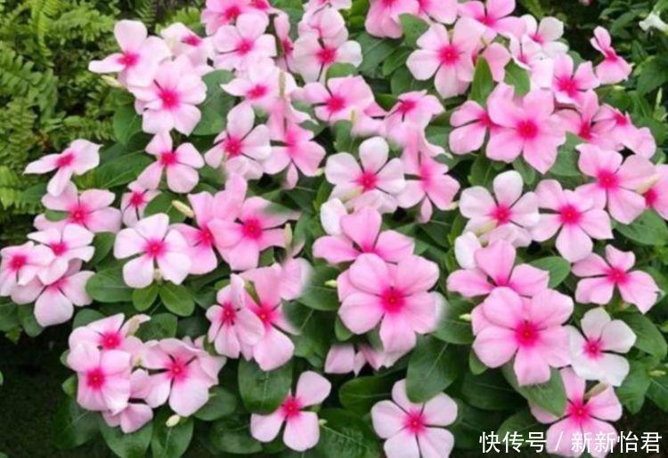 适合养在阳台的花卉,花开不断,漂亮养眼,还非常好养护