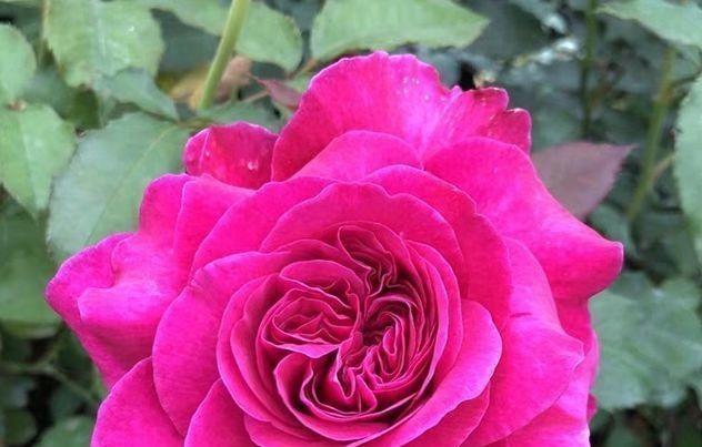 喜欢玫瑰,不妨试试“高端玫瑰”女人香气,丰腴婀娜,花色艳丽