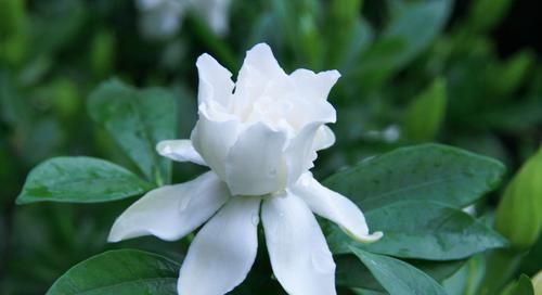  叶栀子|栀子花放阳台，做好这三点，就静等栀子花开放了