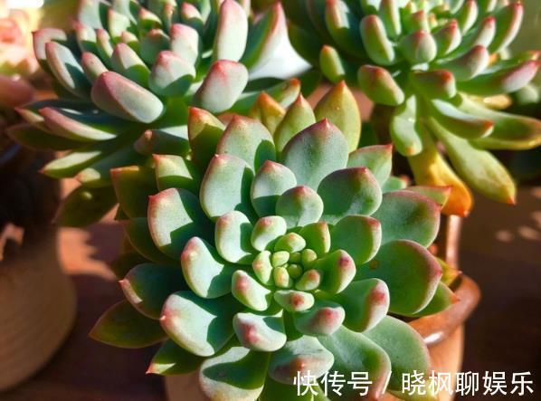 多肉植物该如何配土选对了,生根发芽就很快,新手涨姿势