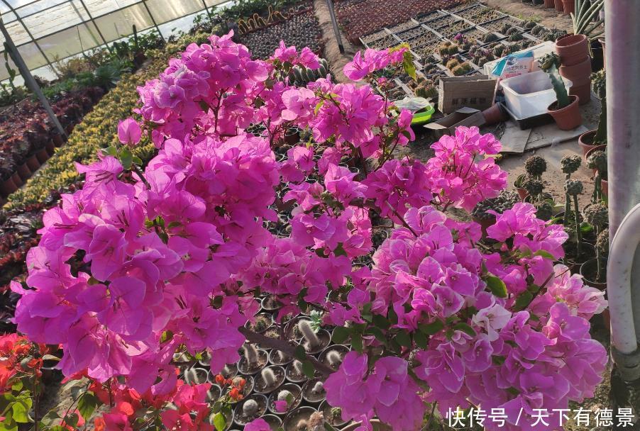 三角梅开始冒芽，要学会施肥技巧，用对开爆盆，用错旺长枝条