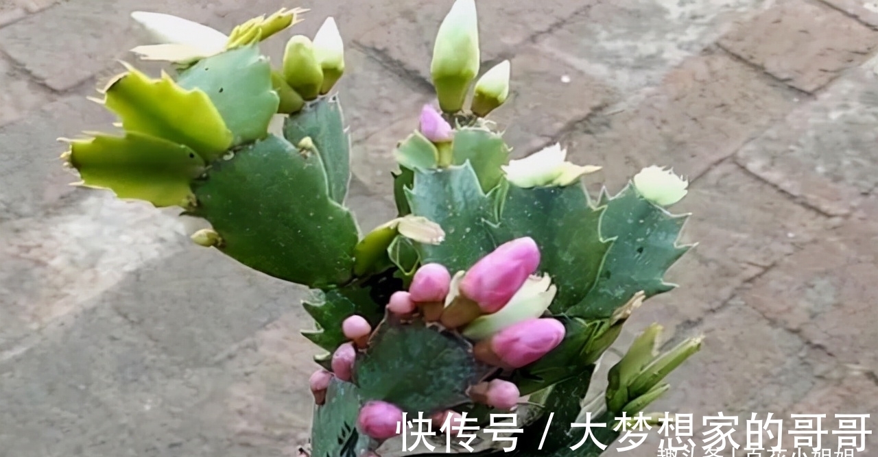 “花苞满头”的蟹爪兰有“5怕”，难怪总是掉花苞