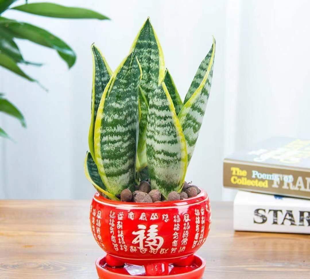 虎年春节不能少的4种虎花,养在家里虎虎生威,旺家有旺财