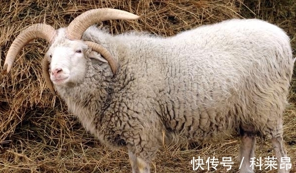 羊人|11月后属兔、属牛、属羊开运攻略，走出低谷，晦气全消，想啥来啥