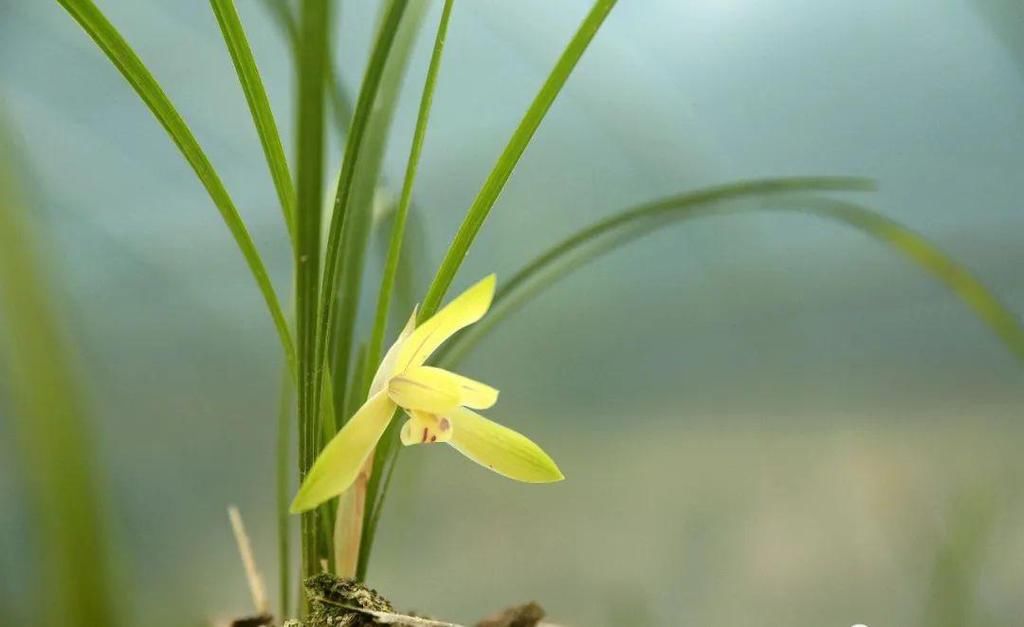 兰花几天浇一次水？3天浇一次，和15天浇一次有区别吗