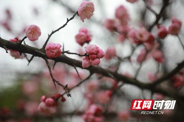 梅花|湖南新田：梅花盛开报春来（组图）