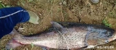 鲢鳙|钓鲢鳙黄金季,请收下这4个锦囊!