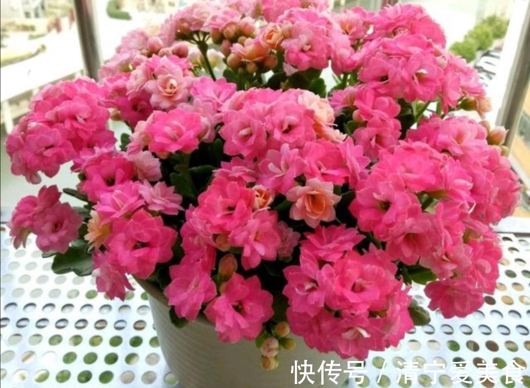 修剪|长寿花多开花,没有什么技巧,只需做好4个关键养护!