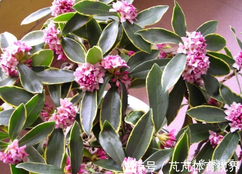 提醒：这12种“漂亮花”，不适合养在室内，别不当回事