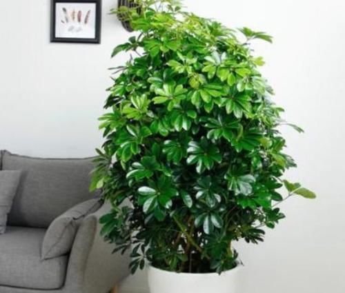 养护|人养花,花也养人,3种花养家里,非常漂亮,净化空气超厉害