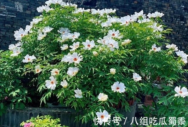 这6种花的寿命很长,养成“老桩”后,价值大增,越老“越值钱”