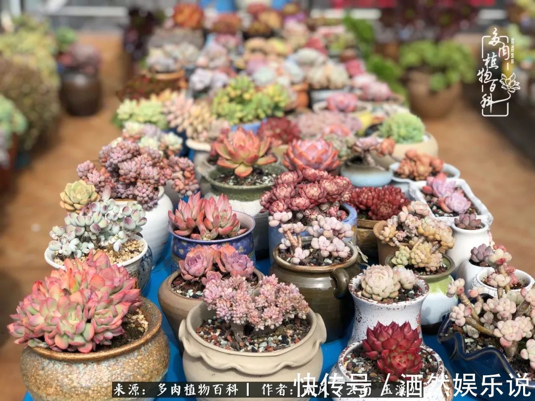 肉友|深秋里，种多肉、赏多肉、会肉友，马不停蹄快乐多！