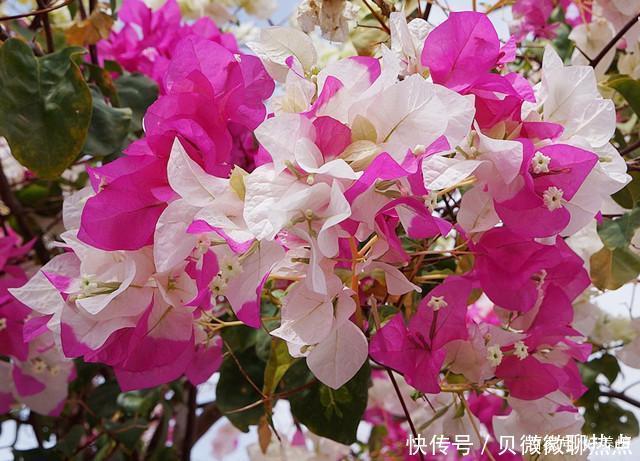 盘点三角梅十大常见品种,哪一种最名贵