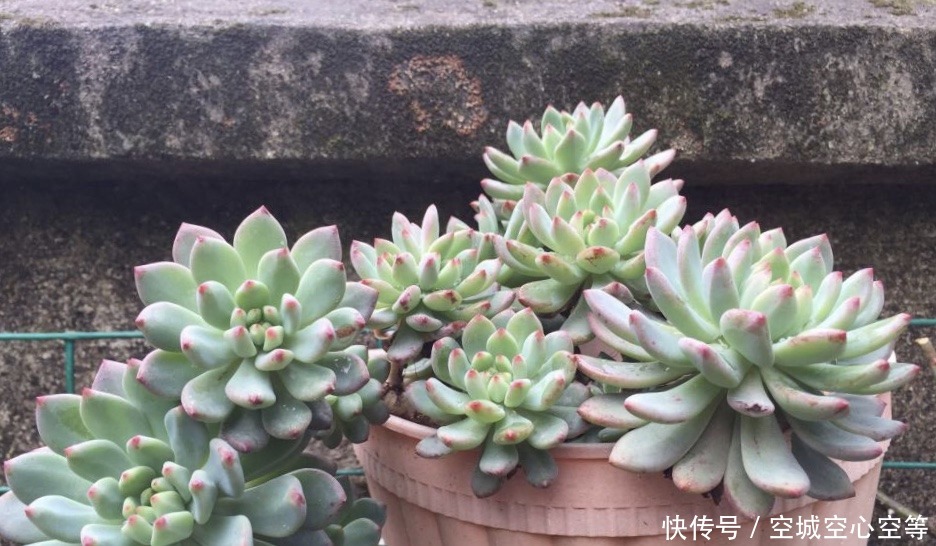 马库斯|养多肉浇灌2种“营养液”,根系发达、叶子圆润,1年变老桩