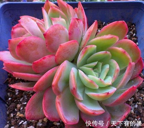 养多肉绮罗,做好几件事,完美逆袭,成为冬天的颜值担当!