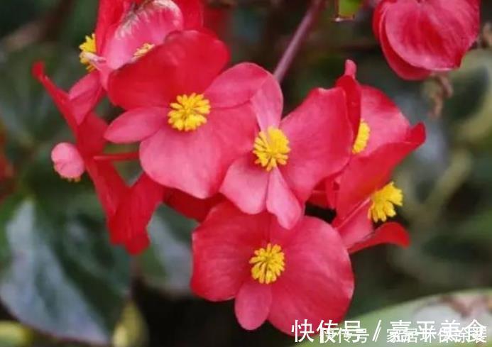 长春花|最有仙气的4种花，福旺运旺财更旺，财运爆发，事业风生水起