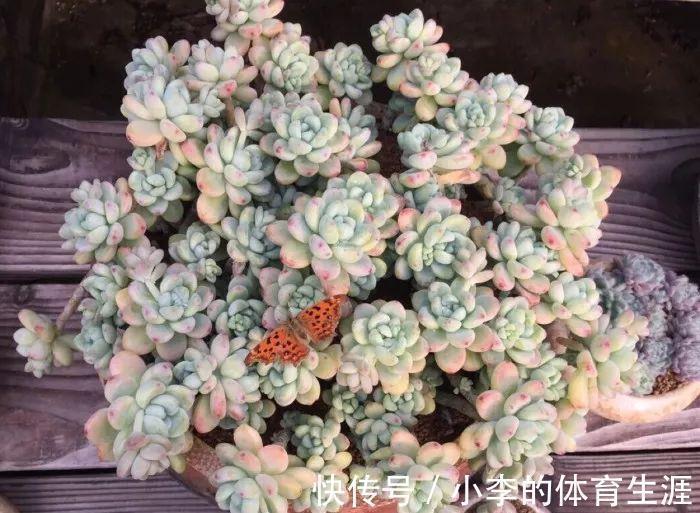 肉肉|要想成为一名合格的肉友,你还需要知道这些黑话