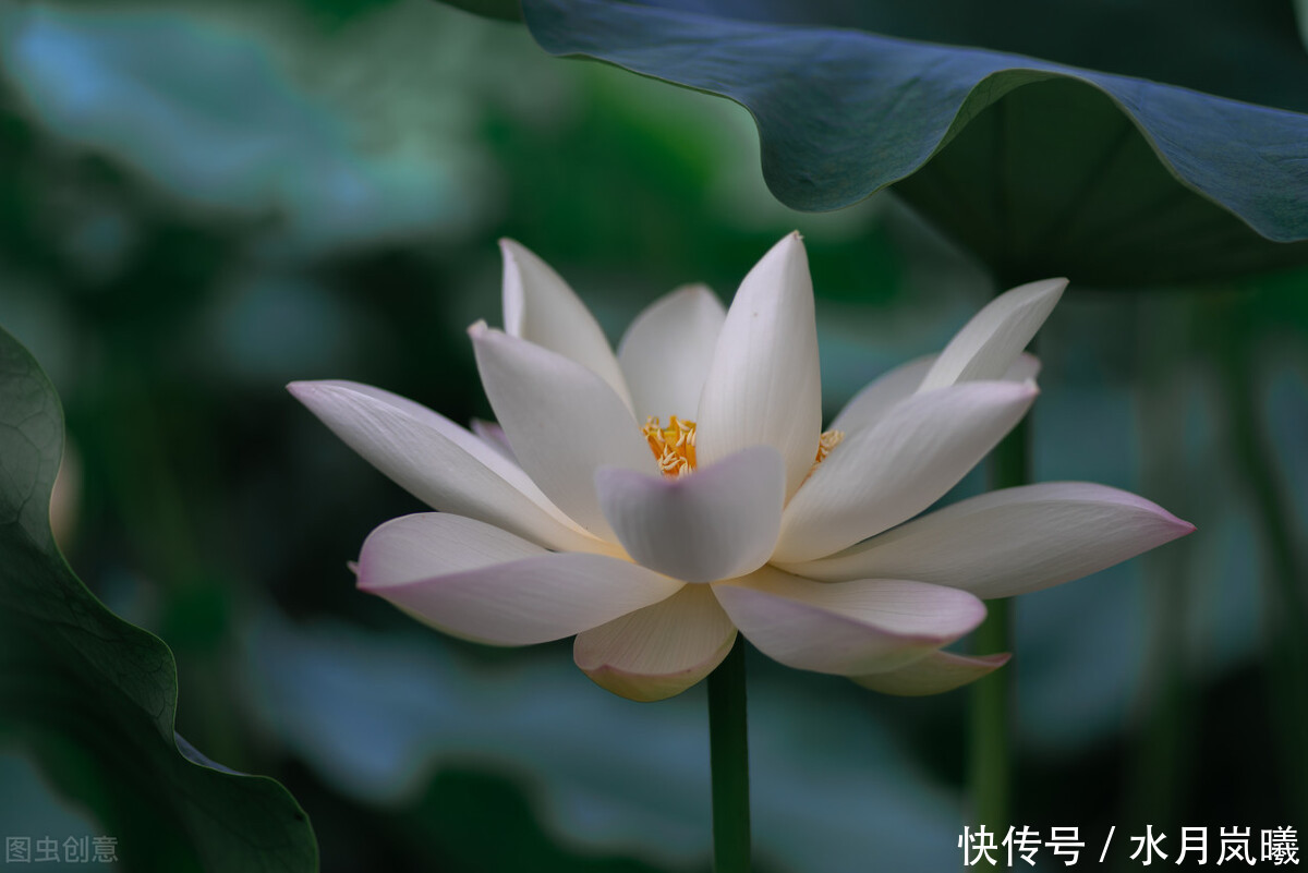 天涯|一诺倾城,一生天涯,谁的微雨落花里,半枕惆怅旧梦