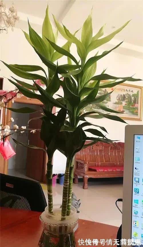 吉祥|12种花,建议养一盆,不仅吸收废气,还有“旺财添福”的美好寓意
