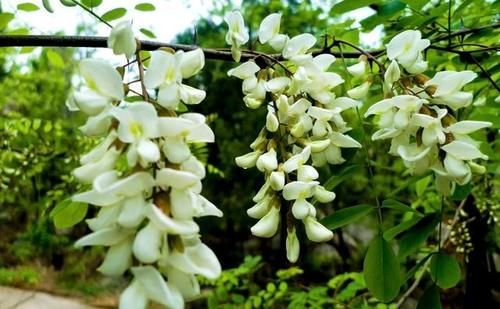 春季吃野菜正当时，这9种野菜，绿色无污染，多吃对身体好！