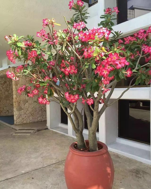 浇水|适合小盆养的“4种花”,小盆更精神,爱开花