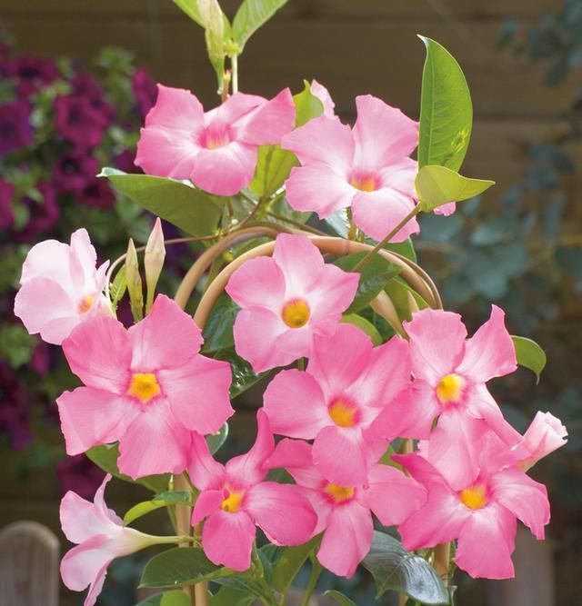 此种藤本花卉,不输铁线莲,养护容易,四季都开花,室内也能种!