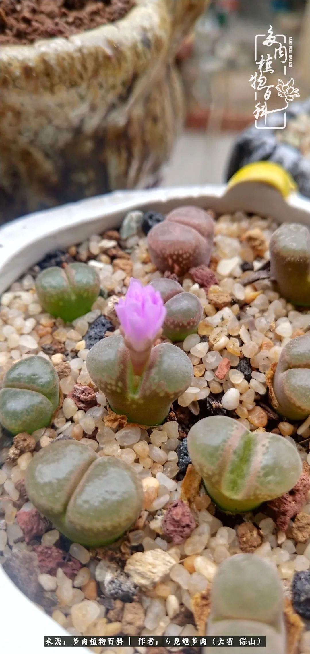 叶片|美了，美了！当秋天的风吹向你我的多肉！