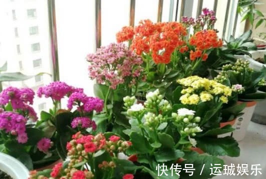 “一浇水”花就黄叶、烂根,学会3个方法,放心浇水,叶绿朵花艳